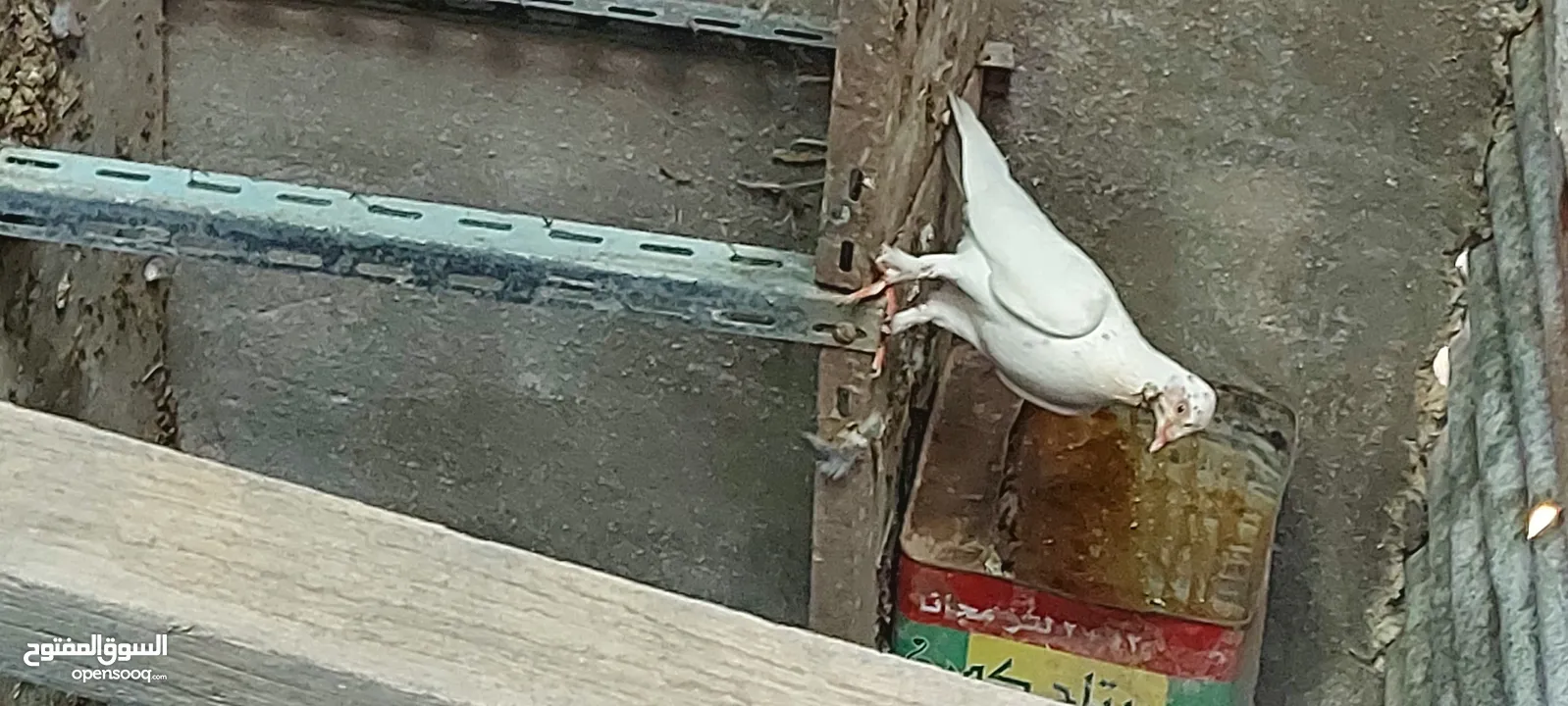 جواز للبيع