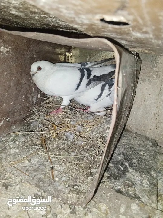 خم حمام اللبيع عشر جواز