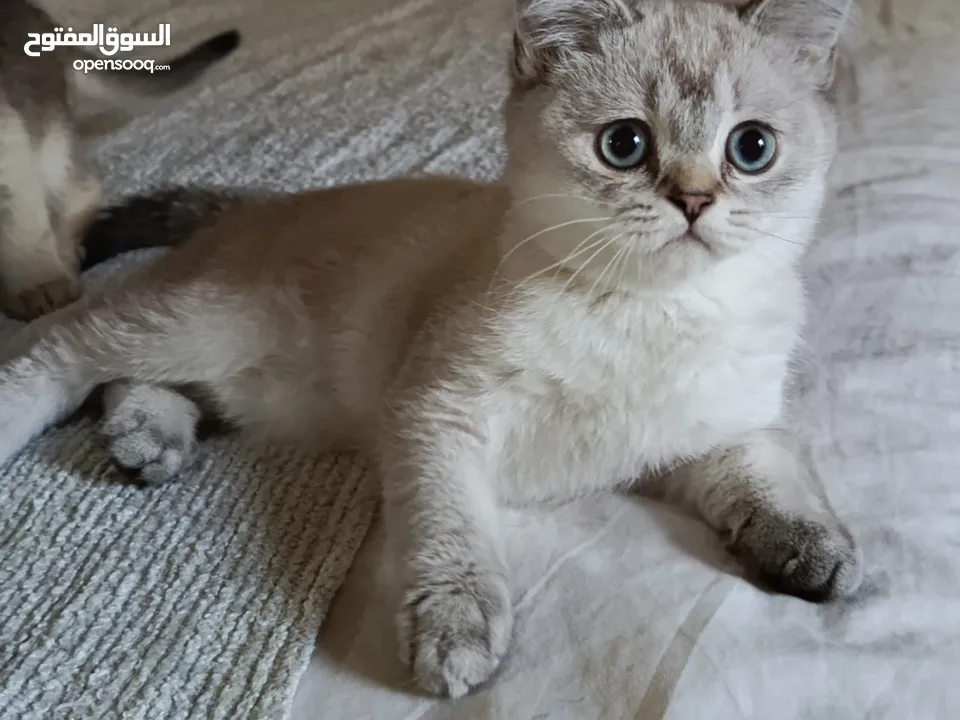 قطط سكوتش فولد + ستريت الوان مختلفه واعمار مختلفه الاسعار من ابتداء من  70ل 120  اناث وذكور اهالي