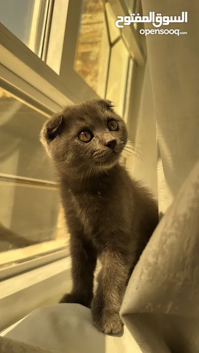 انثى سكوتش فولد العمر سنه . ذكر سكوتش فولد العمر شهرين و نص . Scottish fold female and male