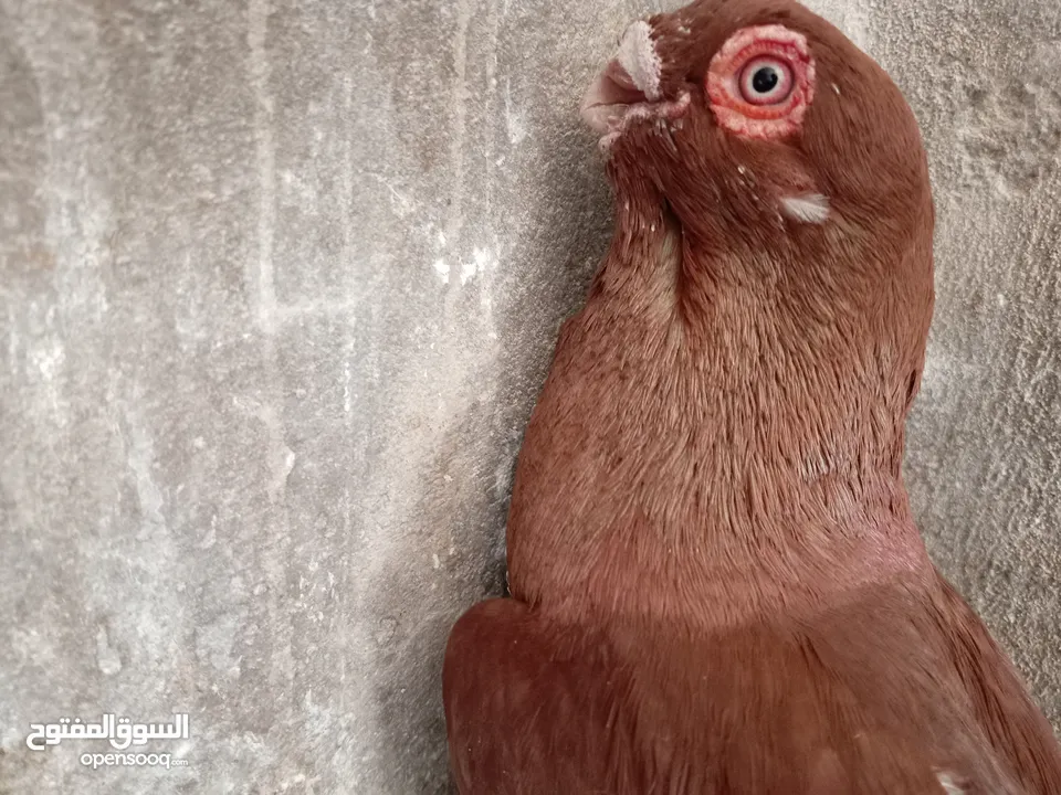 كشميري هومر مكابي بوز احلس بواقي 4 مصري نوري حلبي سكسفوني باكستاني يهودي.جواز و كوم طيور كش و زق