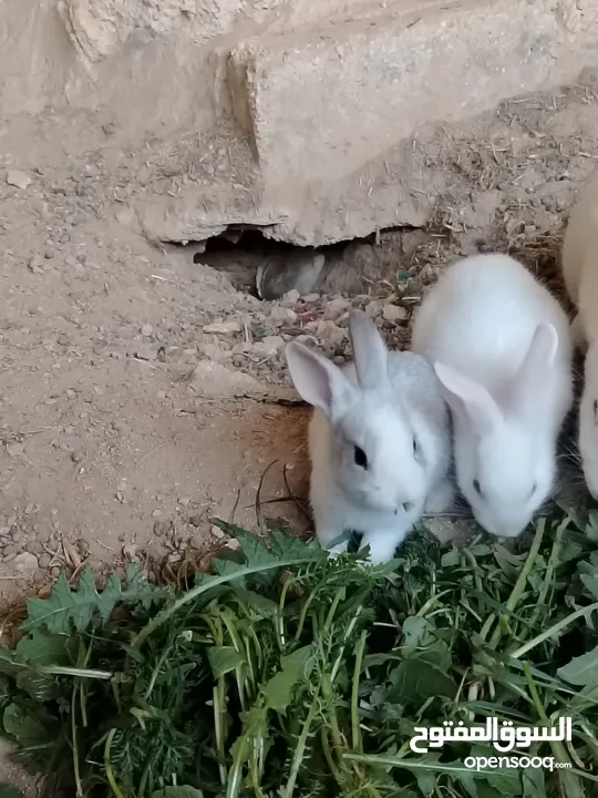 ارانب بلدي.. فرنسي..الذبح...جميع الوان والعمار وانثى وذكور...