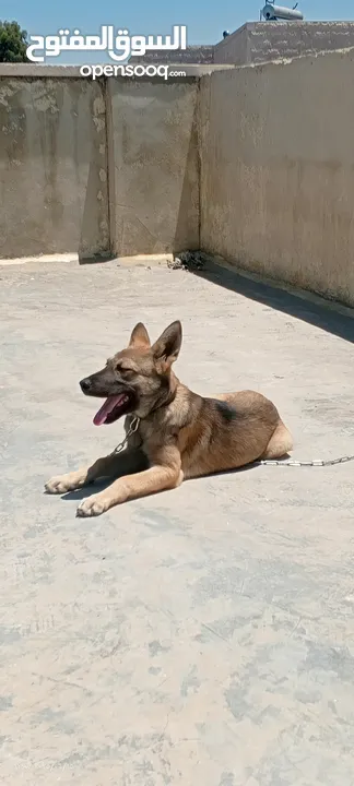 جرو بندوق الاب ملينو بيور و لام جيرمن شيبرد عمر 4 شهور ماخذ مطعوم لون مميز انثى