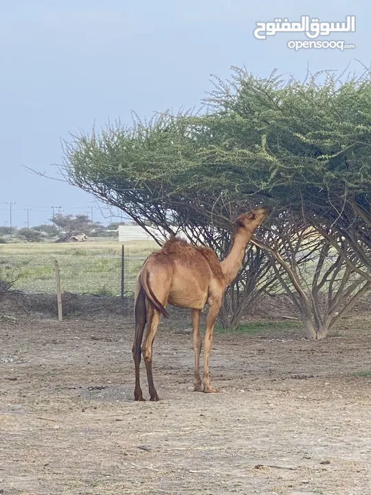 بكرة صفراء للبيع