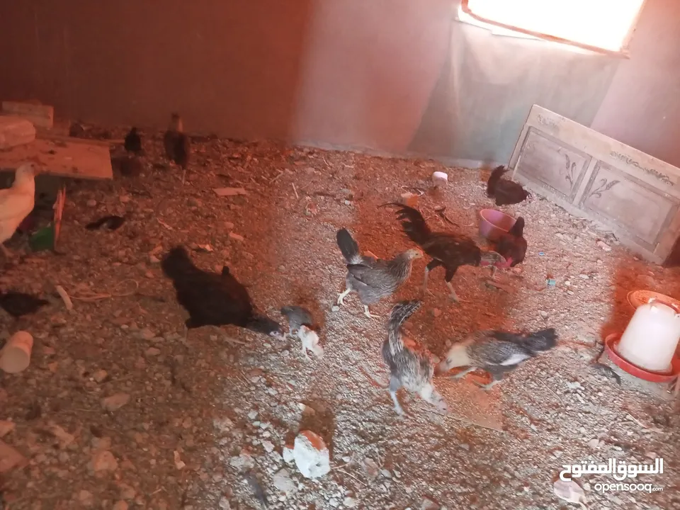 السلام عليكم،دجاج بلدي بياض للبيع،عمر سنه سعر الحبه 8 دنانير، صحه ونظافه،الموقع جرش دير الليات،