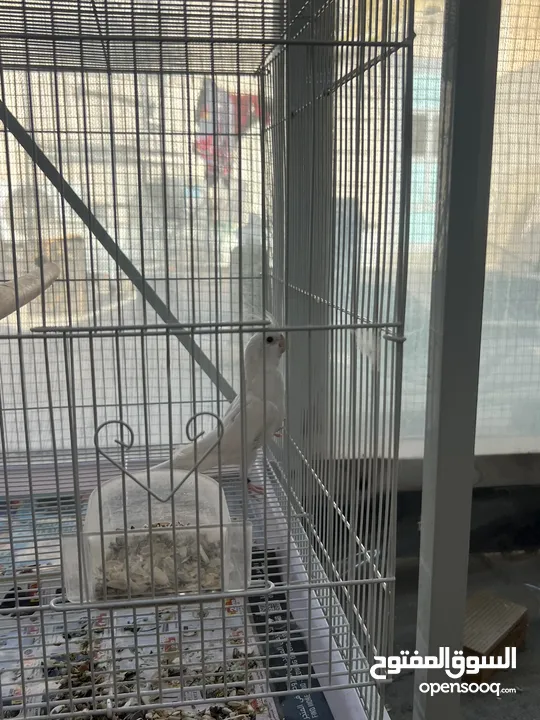 Cocktail albino love birds orange