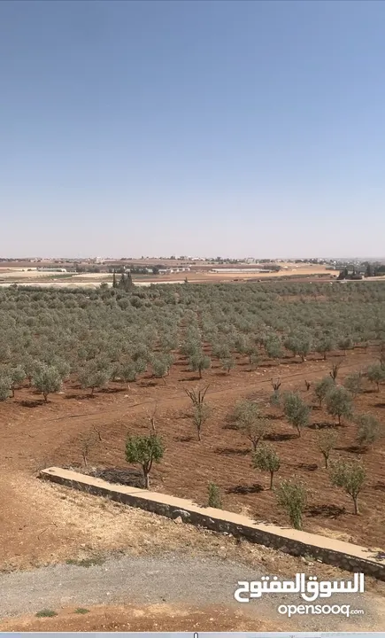 مزرعه جميله في مادبا جبيل