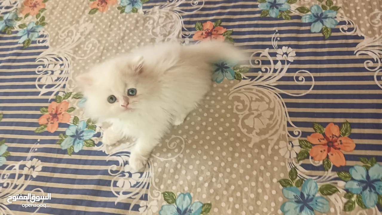 Pure Persian Kitten 2 Color Eyes