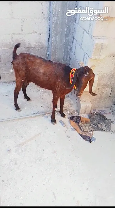 عنز البيع عشار شهرين