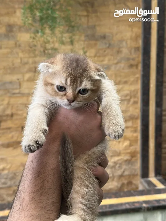 قطط سكوتش فولد وسكوتش ستريت للبيع اقرأ الوصف
