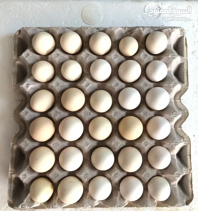 بيض دجاج فرنسي عماني مخصب للبيع