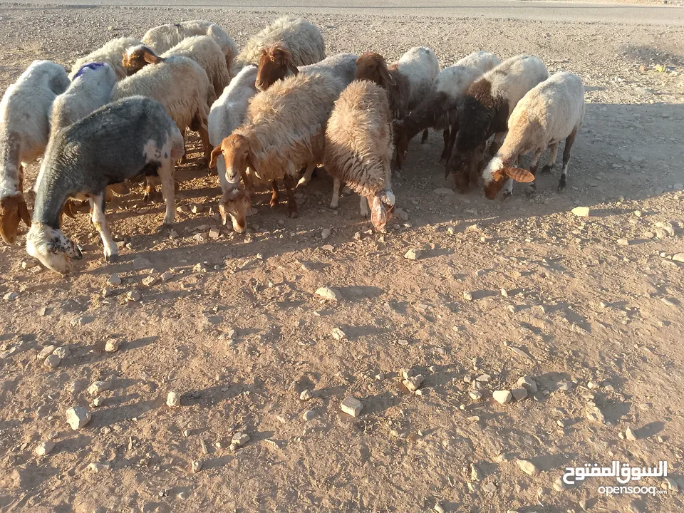 بلدي نفس الصور بالضبط عقائق ومناسبات ونذر اوزان 20 ل30 لحم صافي