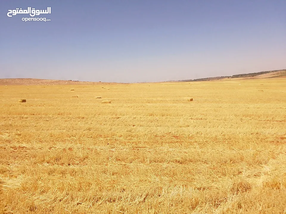 مادبا ماعين غرابيات ام راسين قطعة ارض زراعية بمنطقة هادئة و مميزة بمساحة 5300 م واصل الخدمات