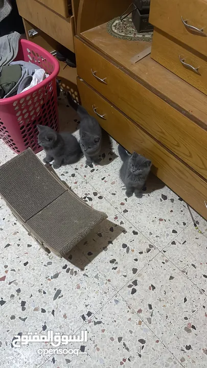 قطط منزلية جميلة للبيع – نظيفة وصحية Turkish Angora