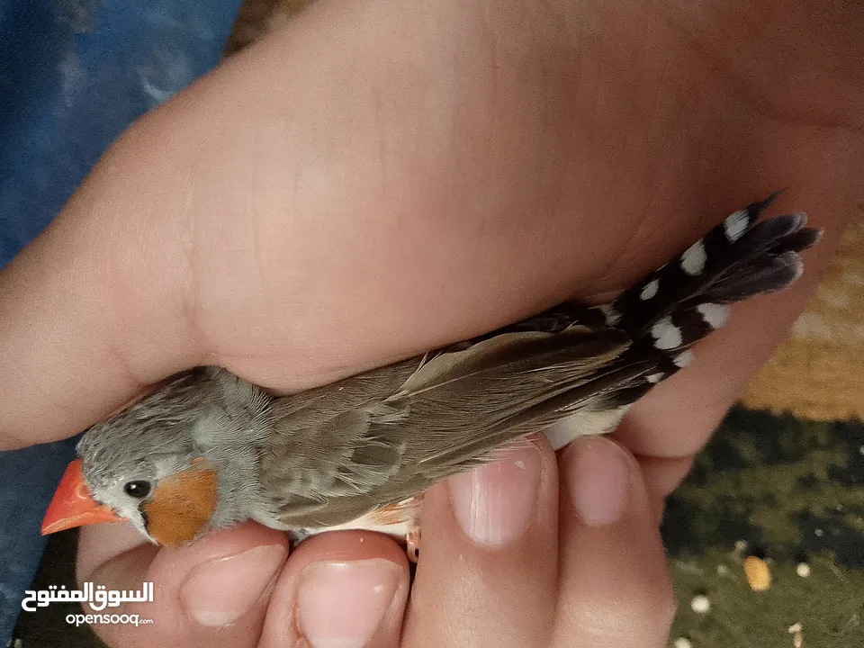 طيور فنقز للبيع