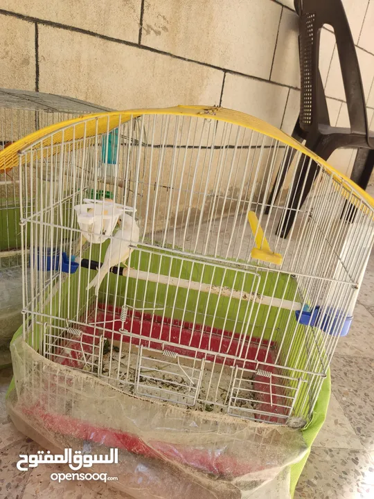 عصافير كناري للبيع
