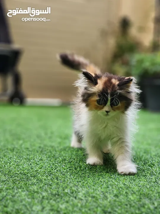 58 days, female Siberian long hair kitten