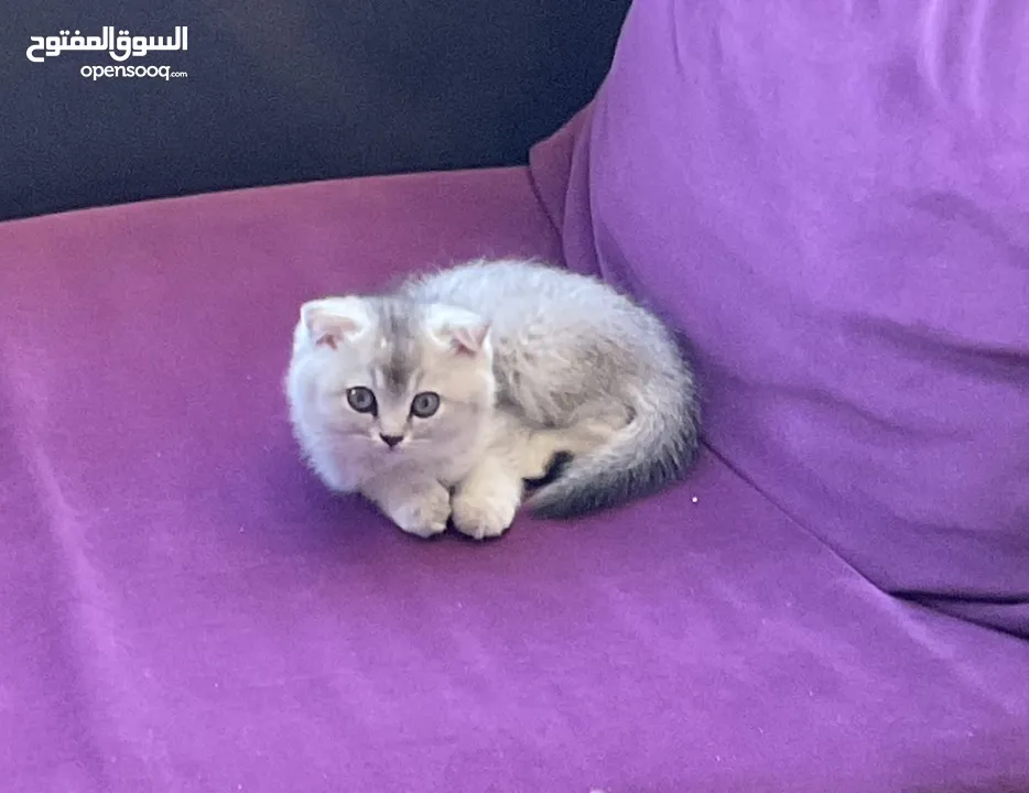 قط سكوتش فولد عمر شهرين ونص