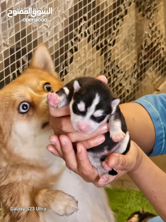 tea cup husky -Pomsky puppies F3 teacup size and Pomeranian puppies