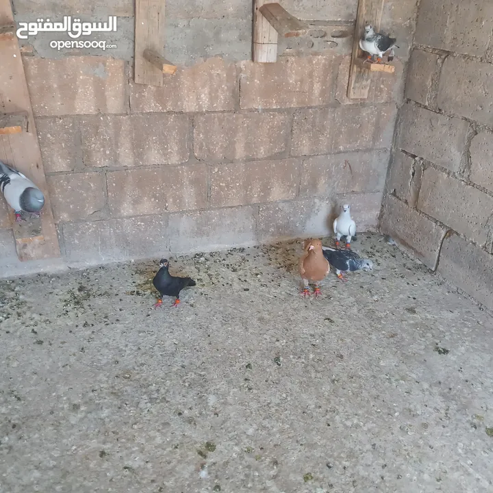 حمام البيع