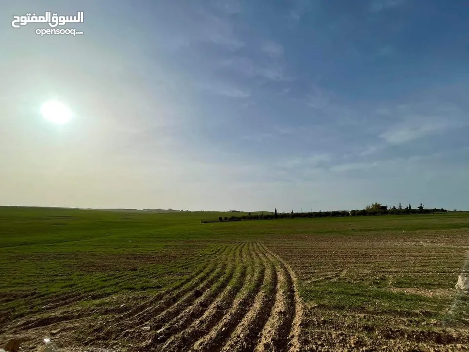 قطعة ارض للبيع جلول دونم 1000 متر مربع قرب التنظيم مباشرة شوارع مميزة