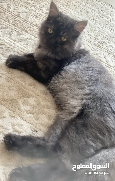 Male cat 7 months