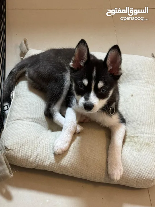 Pomsky 5 months old for adoption