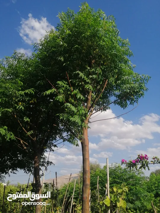 مشاتل المملكة الزراعية لتنسيق الحدائق