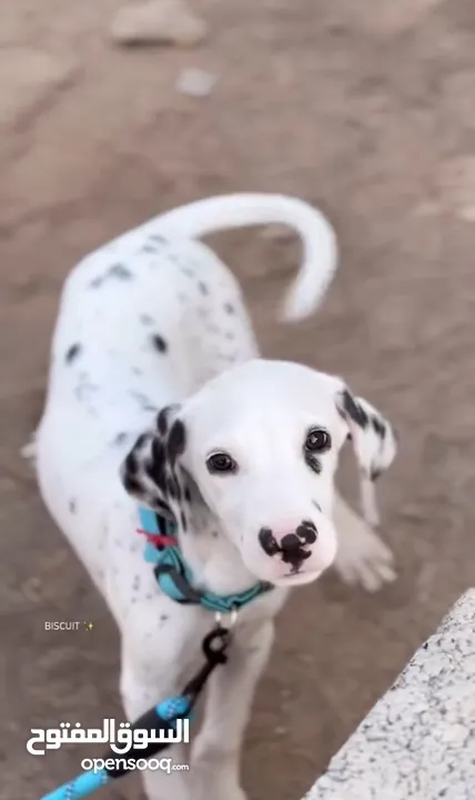 جرو كلب دلماسي ‏Dalmatian puppy