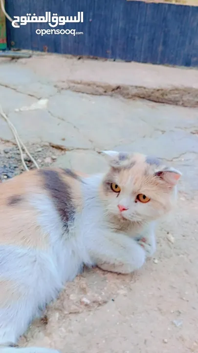 قطط شيرازي
