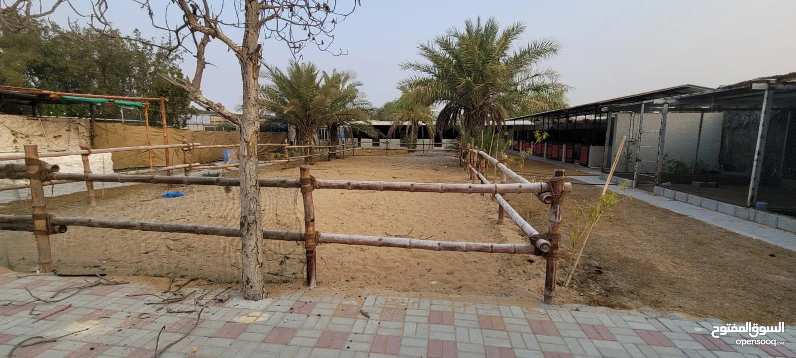 عزبة مميزة للبيع/التنازل لتربيه الخيول في منطقة الزبير - Farm for sale/ concession for growing horse