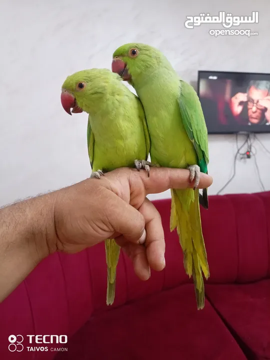 جواز كنار جوز دره اليفات كوكتيل اليف ذكور كنار جوز فيشر تحتو بيض