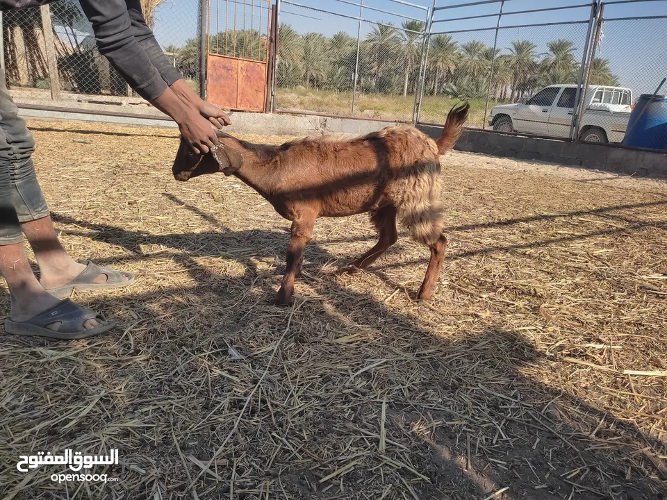 حمله عمانبه و تيس عماني