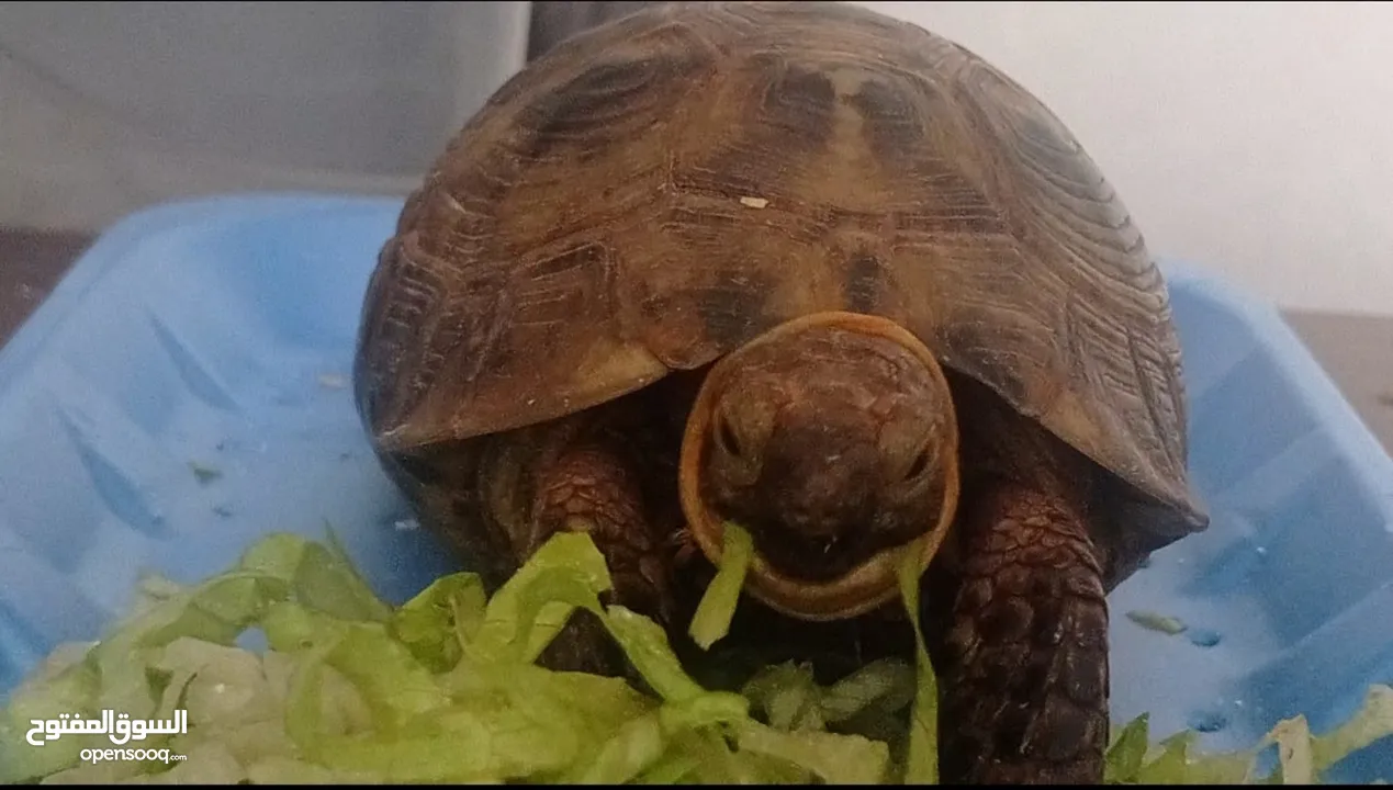 tortoise for sale