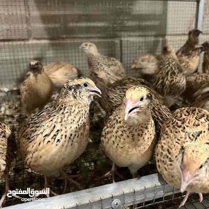 طيور سمان ودجاج رود ايلاند الأحمر الأمريكي