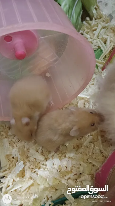 cute Hamsters for sale . very nice and joyful creatures 5 JDs for pair
