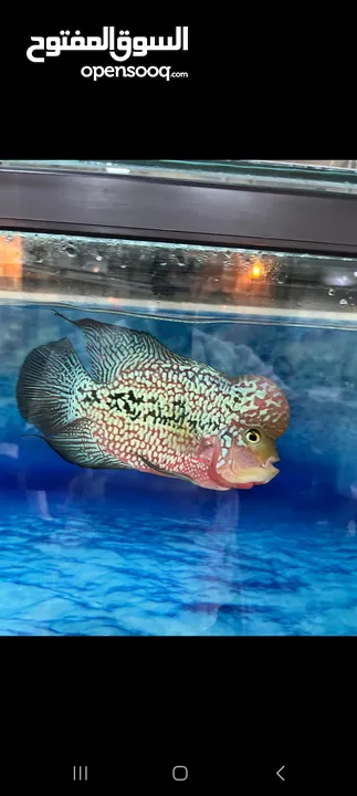 flowerhorn king kamfa male big size