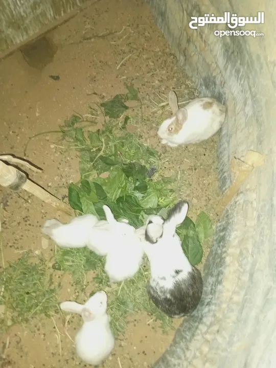 أرانب بلدي