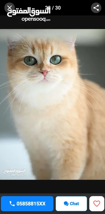 Scottish British shorthair longhair kittens British shorthair Scottish fold kittens Scottish