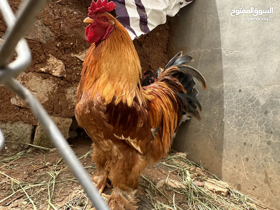 بيض براهمي للبيع الاهالي المعروضة بالصور
