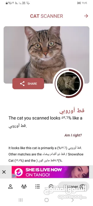 قط اوروبي ماين كون ذو الاقدام البيضا اللون الرصاصي مع قط صغير كم شهر للبيع