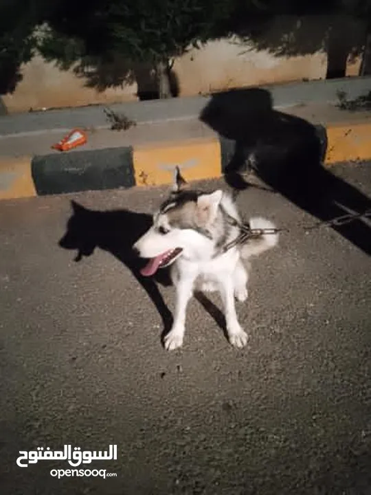60 دينار اردني