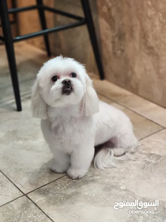 Maltese for sale ASAP