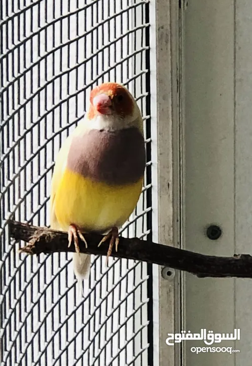 Gouldian Finch Female