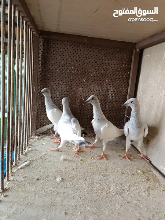 يهوديات المنيم