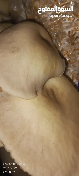 فطر محاري بلدي