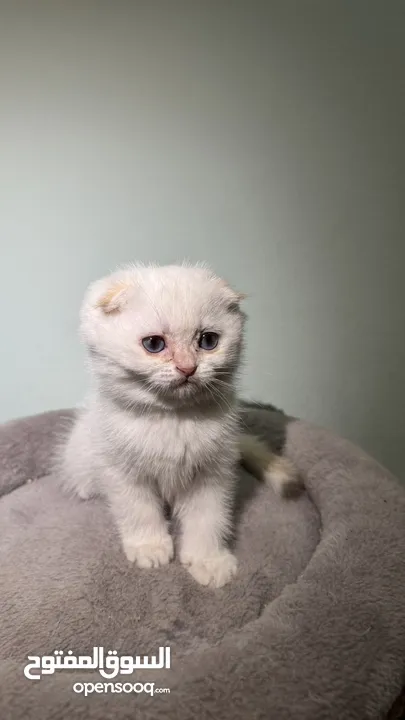 Scottish fold female  انثى سكوتش فولد