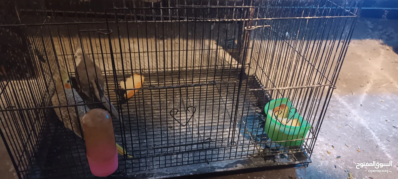 للبيع زوج كوكتيل منتجين من قبل اكثر من مره وانتاجهم موسمي وكل شهرين تقريبا المواصفات في الوصف