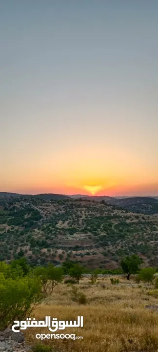 مزرعه  صغريه راقيه على قمه جبل مطله للغرب كوشان مستقل بسعر مميز جدا منطقه مزراع راقيه