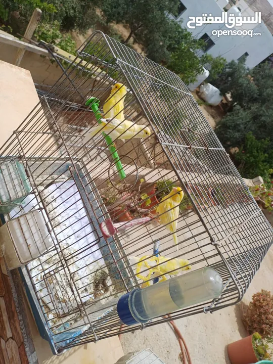 عصافير كنار للبيع جواز جاهزه في  اشي مع بيض واشي مش مع بيض وفي فراخ صغار جواز